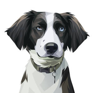 一隻戴著項圈的邊境牧羊犬，有一藍一褐的眼睛。 — 狗狗藝術 壁紙