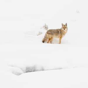一隻郊狼站在冬日景觀的深雪中。 — 自然 壁紙