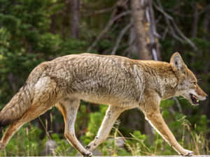 一隻郊狼在森林中行走，身後有綠色樹木。 — 野生動物 壁紙