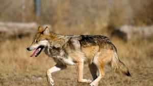 郊狼在自然棲息地中跑過乾草叢 — 野生動物 壁紙