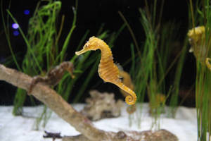 一隻金色海馬在水族箱中在綠色水草和漂流木附近游泳。 — 水族箱 壁紙