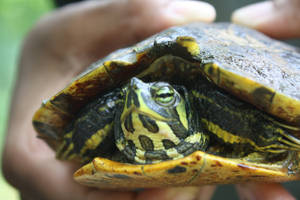 一隻被捧在手中的錦龜。 — 野生動物 壁紙