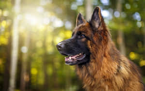 一隻德國牧羊犬在陽光普照的森林中，背景模糊的綠色。 — 德國狼犬 壁紙