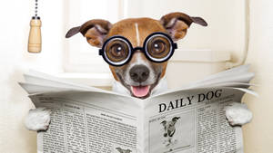 一隻戴著眼鏡微笑的狗正在閱讀名為 Daily Dog 的報紙。 — 報紙 壁紙