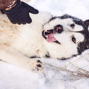 一隻哈士奇狗躺在雪地上，被戴著手套的手撫摸。 — 冬季美學 壁紙
