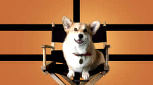 一隻柯基犬坐在導演椅上，表情愉快。 — 動漫狗 壁紙