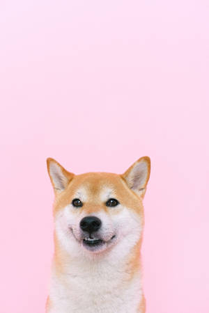一隻微笑的柴犬在粉紅背景上。 — 可愛狗狗 GIF 壁紙