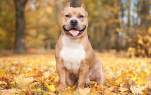 一隻微笑的比特犬坐在一堆金色秋葉中。 — 比特犬 壁紙