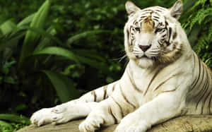 一隻帶有黑色條紋的白虎在綠色森林中的木頭上休息。 — 野生動物 壁紙
