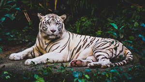 白虎在自然光下的綠色森林中休息 — 動物 壁紙