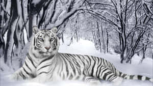 白虎躺在雪中，周圍是光禿禿的樹木 — 冬季美學 壁紙