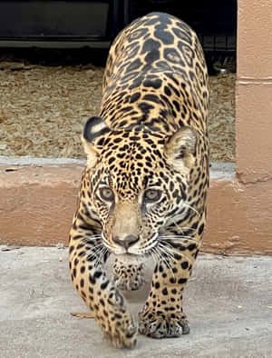一隻美洲豹在動物園圍欄內向觀眾走來 — 美洲豹 壁紙