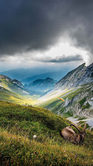 一隻羱羊在長滿草的山間草地上休息，一名滑翔傘運動員在暴風雲下飛行。 — 自然 iPhone 壁紙