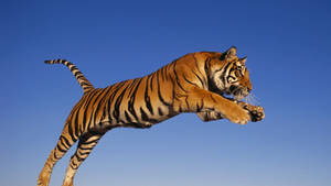 老虎在半空中躍起，背景是清澈的藍天 — 野生動物 壁紙