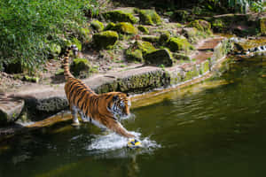 老虎在森林中靠近長滿苔蘚的岩石旁涉水而行。 — 野生動物 壁紙