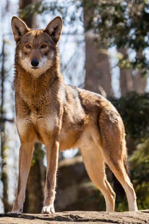 白天森林中站在岩石上的郊狼 — 野生動物 壁紙