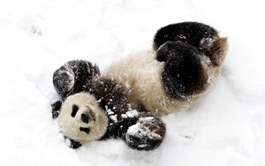 一隻小熊貓寶寶在雪中打滾，毛上有雪。 — 可愛熊貓 壁紙