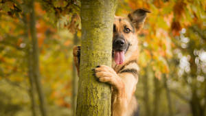 一隻德國牧羊犬幼犬在秋日森林中頑皮地從樹後探出頭來。
