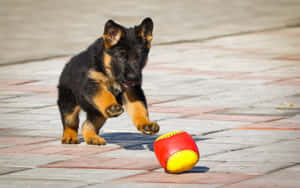 德國牧羊犬幼犬在磚路上追逐紅黃球 — 德國狼犬 壁紙