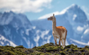 一隻駱馬在長滿草的山丘上，背景是雪山。 — 動物 壁紙