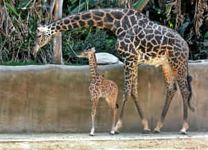 一隻成年長頸鹿和牠的小長頸鹿一起站在動物園的棲息地，周圍有綠色植物。 — 長頸鹿 壁紙