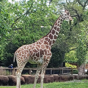 一隻長頸鹿站在動物園的圍欄內，周圍有綠樹和草地。 — 斑馬 壁紙