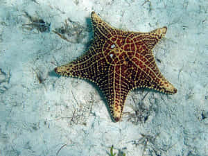 一隻在沙質海底上有紅色和米色圖案的海星。 — 金魚 壁紙