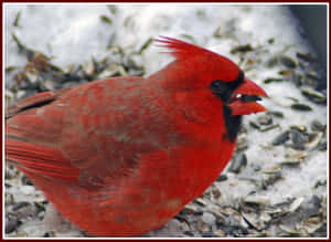 一隻鮮紅色的紅衣鳳頭鳥在雪地上吃種子。 — 紅雀 壁紙