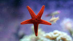 鮮豔的橙色海星漂浮在珊瑚礁上方，背景有模糊的魚。 — 水族箱 壁紙
