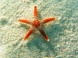 帶有白色斑點的橙色海星，沙質海床 — 金魚 壁紙