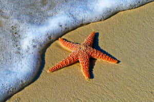 橙色海星在濕沙上，有泡沫狀的海水沖刷著它。 — 金魚 壁紙