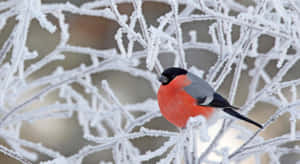 冬天裡，一隻明亮的紅胸鳥站在結冰的樹枝上。 — 可愛的雪 壁紙