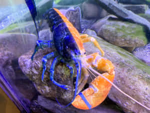 一隻色彩繽紛的龍蝦，藍色鉗子和橙色外殼，坐在水族箱的石頭上。 — 海鮮 壁紙