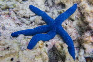 水下珊瑚礁上的一隻亮藍色海星 — 金魚 壁紙