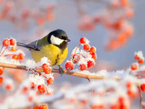 冬天裡，一隻小鳥站在結滿紅莓的雪枝上。 — 可愛的雪 壁紙