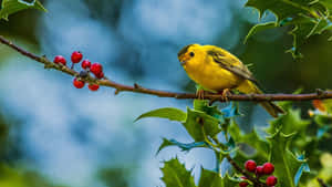 冬青樹枝上的黃色鳥，有紅色漿果和綠葉 — 黃色小鳥 壁紙