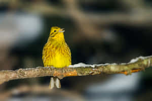 一隻明亮的黃色鳥坐在冬季森林的雪枝上。 — 黃色小鳥 壁紙