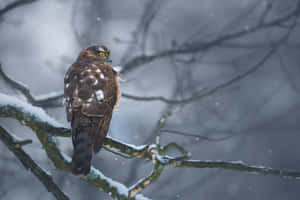 一隻鷹坐在冬日森林場景中被雪覆蓋的樹枝上。 — 獵鷹 壁紙