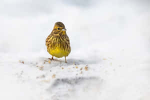 一隻黃胸小鳥站在雪中 — 黃色小鳥 壁紙