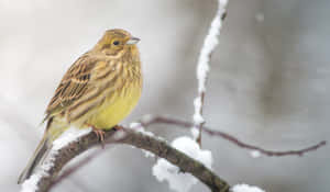 一隻腹部黃色的小鳥在冬天棲息在雪白的樹枝上。 — 黃色小鳥 壁紙