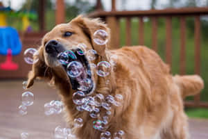 黃金獵犬在木甲板上玩肥皂泡。 — 喜悅 壁紙