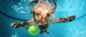 黃金獵犬在泳池中潛水追逐綠色網球 — 可愛狗狗 GIF 壁紙