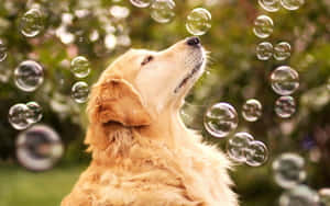 黃金獵犬在陽光花園中仰望漂浮的肥皂泡。 — 泡泡小隊 壁紙