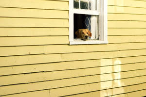 黃金獵犬從黃色房子的窗戶向外看。 — 黃色美學 GIF 壁紙