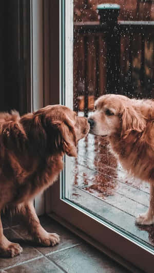 黃金獵犬在雨痕斑斑的窗戶上看著自己的倒影。 — 狗狗藝術 壁紙
