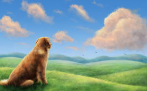 黃金獵犬坐在草丘上看天空，有雲和鳥