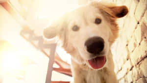 一隻黃金獵犬幼犬在明亮陽光下靠近磚牆伸出舌頭微笑。 — 可愛小狗 壁紙