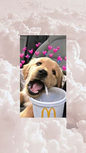 一隻黃金獵犬幼犬從麥當勞杯子中飲水，周圍漂浮著粉紅色愛心。 — 可愛小狗 壁紙