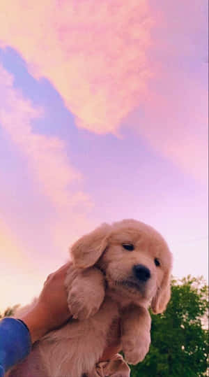 一隻黃金獵犬幼犬被抱在懷裡，以粉紅和紫色日落天空為背景。 — 狗狗藝術 壁紙