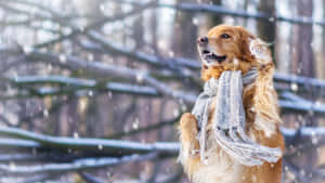 黃金獵犬戴灰色圍巾在雪地森林 — 兔子 GIF 壁紙